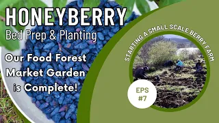 HONEYBERRY in our FOOD FOREST MARKET GARDEN | SMALL SCALE BERRY FARMING | PERMACULTURE FOREST GARDEN