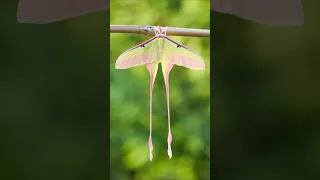 CRAZY facts about CHINESE MOON MOTH 🤯🌙🦋 #animals #facts #chinesmoonmoth