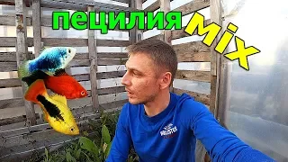 Пецилия микс в тепличке