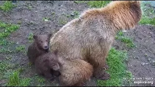 Katmai Brook Falls low Cam. Bear mom with her two cubs. 07.18.2023. Explore.org