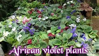 African violet plants caring tips and combo offer sale video👆👆