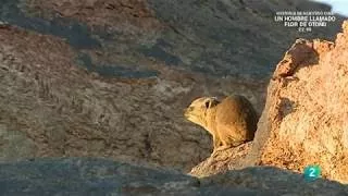 TVE2.LOS ANIMALES PEQUEÑOS DE AFRICA DOCUMENTAL.