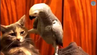 Попугаи обижают котиков..))