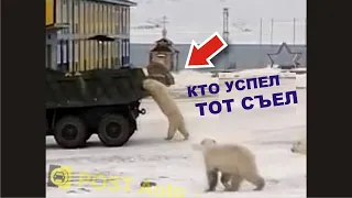 Банда МЕДВЕДЕЙ Атакуют КАМАЗ. Кто успел, тот съел! ʕ•ᴥ•ʔ