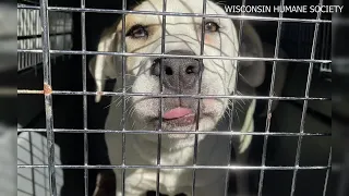 Wisconsin Humane Society takes in nearly 75 animals from Texas after winter storms