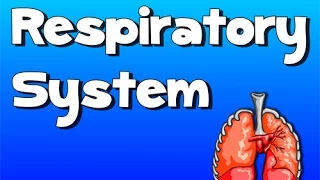 Respiratory System Song