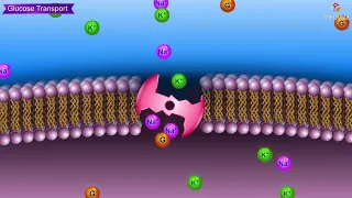 Glucose transporters (GLUT) Animation: Usmle Medical Biochemistry