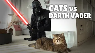 Cats vs Darth Vader | Kittisaurus