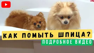 Помыть Шпица в Домашних Условиях 🐾 Уход за шпицем