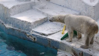 おもちゃに八つ当たり？！実はイライラしているイッちゃん（Шилка） 2019/02/17 天王寺動物園のホッキョクグマ