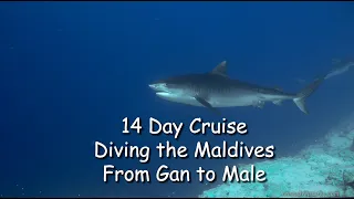 14-Day Diving Cruise in the Maldives - April 2022