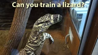 Can you train a lizard?