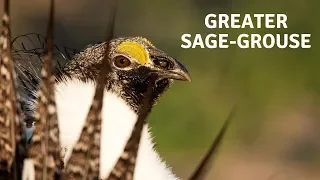 Sage Grouse Breeding Ritual