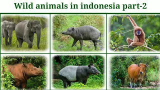 Wild Animals In Indonesia | Part-2