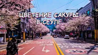 Цветение Сакуры в нетуристическом районе Сеула. Корея Влог