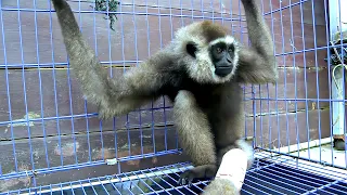 Indonesia, the guardian of the monkeys