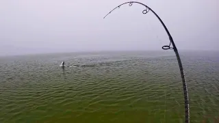 Quiet Beach Was Loaded With Monster Fish! Surfcasting Surprise!