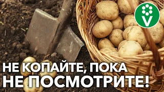 ВЫКАПЫВАЙТЕ КАРТОФЕЛЬ ТОЛЬКО ТАК И ВЕСЬ УРОЖАЙ ХОРОШО СОХРАНИТСЯ!