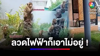 เจ้าของบ้านเดือดร้อน ลิงลิพบุรีบุกพังบ้าน ลวดไฟฟ้าเอาไม่อยู่ | สนามข่าวเสาร์-อาทิตย์