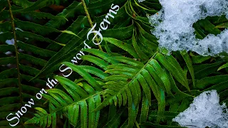 Snow on the Sword Ferns - Winter in the Temperate Rainforest