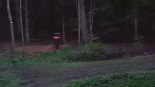 Воскресшый кабан.Латвия. Wild boar hunting.Latvia