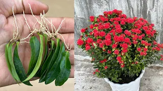 9 types of plants that can be grown with leaves, you can make it yourself at home