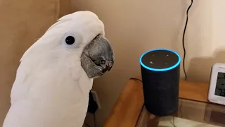 Cockatoo Attempts To Order Farts Off Of Alexa