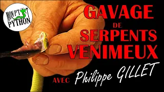 Le GAVAGE de SERPENTS VENIMEUX avec Philippe GILLET !