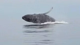 Caught on cam: Paddle boarders' close encounter with whales