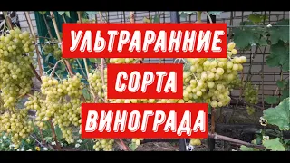 Ультраранние сорта винограда