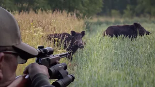 Hunting Wild Boar with 22mag! 2 Wild Boar at one time!  {Catch Clean Cook} I fed the Neighborhood!