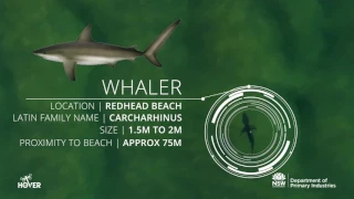 Drones detect sharks at Redhead, NSW