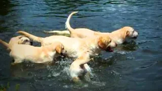 Funny Labradors 🐶🐶 Awesome Labradors (Part 1) [Funny Pets]