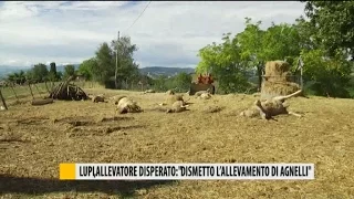 Lupi, allevatore disperato: "Basta allevamento di agnelli"