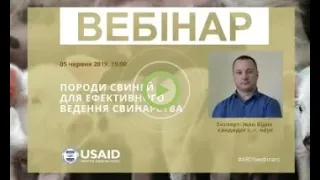 Породи свиней для ефективної відгодівлі