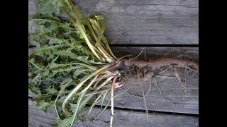 The benefits of dandelion root