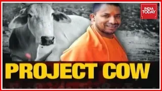 Exclusive: Stray Cows Destroy Crops In UP, NGOs Fleece Distressed Farmers | Project Cow