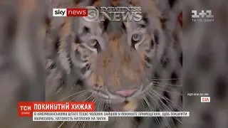 У Техасі чоловік випадково натрапив на тигра