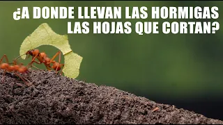 ¿ A donde llevan las hormigas las hojas que cortan ? - Un dia en la vida de las hormigas cortahojas