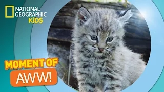 Bobcat Kittens Play and Tumble | The Secret Life of Animals