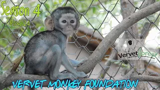 Baby monkey integrations are in full swing, who will be the best foster mom? New orphan arrives.