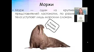 Кто такие ластоногие? Лекция про тюленей и моржей