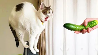 Try Not To Laugh 😁 New Funny Cats and Dogs Videos 😹🐶 Part 4