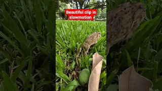 Unbelievable Frog Jumping Slowed Down - You Won't Believe What Happens Next! #shortsvideo