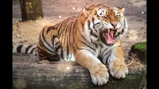 tiger