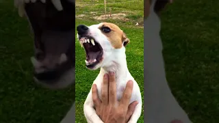 Angry Jack Russell