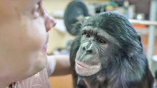 MONTH OF SEPARATION FROM CHIMPANZEE! Vlad’s and Bonya's intriguing  reunion. How was it?