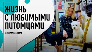 Коты или собаки? Все о жизни с любимыми питомцами | Мне это нравится! #131 (18+)