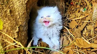 Rescuing an Angry Feral Kitten we found its Siblings who had lost their mother