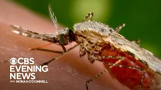 How New York City is dealing with longer mosquito seasons